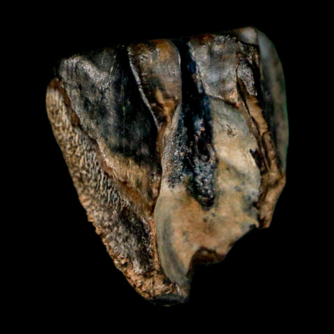 0.4" Triceratops Fossil Tooth Lance Creek FM Cretaceous Dinosaur WY COA Display