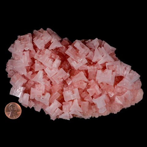 6" Quality Pink Halite Salt Crystals Cluster Mineral Trona, CA Searles Lake - Fossil Age Minerals