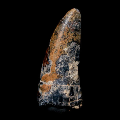 1.8" Afrovenator Fossil Tooth Tiouraren FM Tenere Desert Niger Jurassic Dinosaur - Fossil Age Minerals