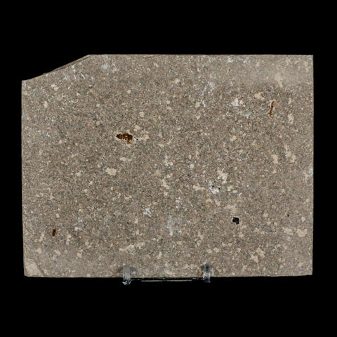 XL 4.4" Knightia Eocaena Fossil Fish Green River FM Wyoming Eocene Age COA & Stand