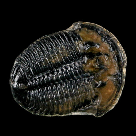 0.9" Elrathia Kingi Trilobite Fossil Utah Cambrian Age 521 Million Years Old COA