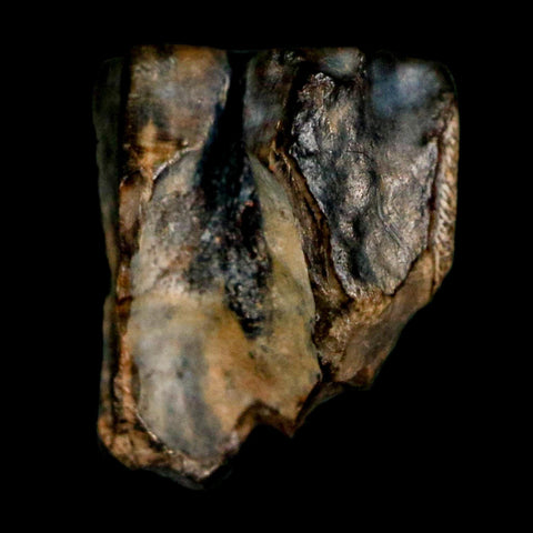 0.4" Triceratops Fossil Tooth Lance Creek FM Cretaceous Dinosaur WY COA Display