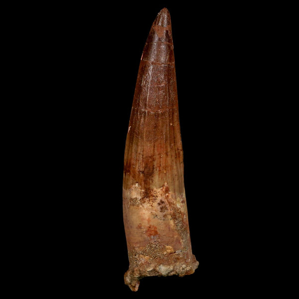 XL 4.1