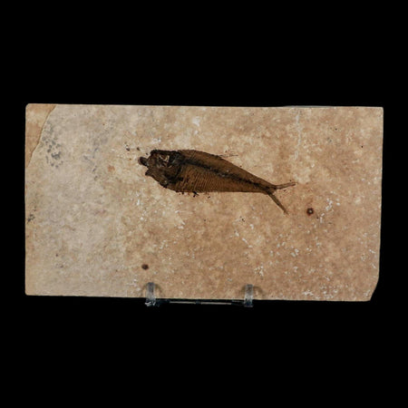 2.5" Diplomystus Dentatus Fossil Fish Green River FM WY Eocene Age COA, Stand
