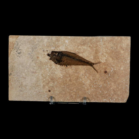 2.5" Diplomystus Dentatus Fossil Fish Green River FM WY Eocene Age COA, Stand