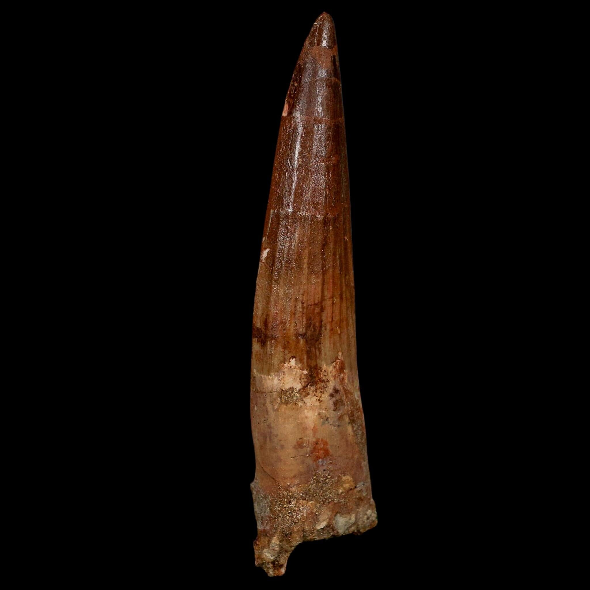 XL 4.1" Spinosaurus Fossil Tooth 100 Million Years Old Cretaceous Dinosaur COA