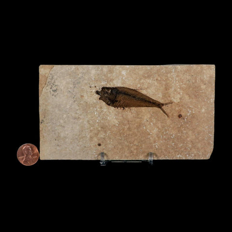 2.5" Diplomystus Dentatus Fossil Fish Green River FM WY Eocene Age COA, Stand