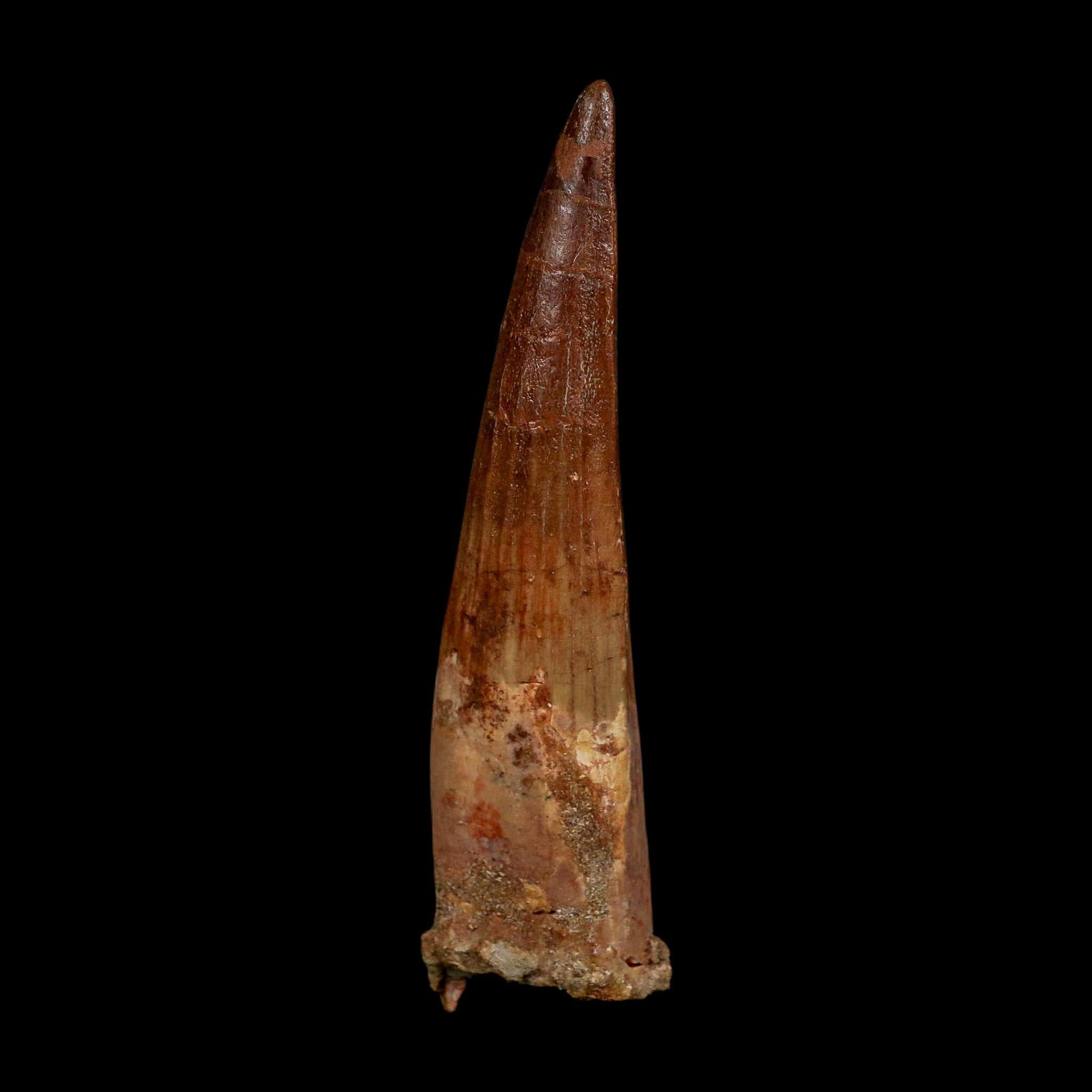 XL 4.1" Spinosaurus Fossil Tooth 100 Million Years Old Cretaceous Dinosaur COA