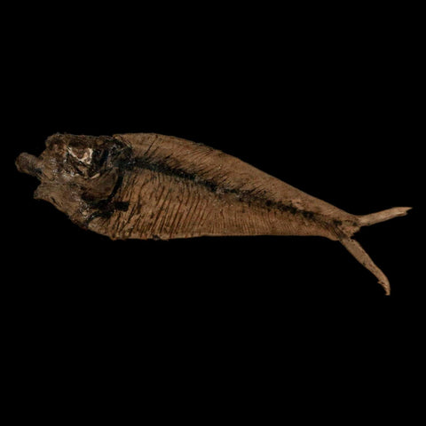 2.5" Diplomystus Dentatus Fossil Fish Green River FM WY Eocene Age COA, Stand