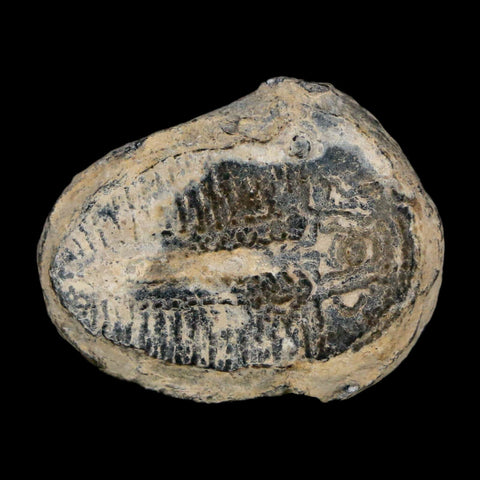 0.9" Elrathia Kingi Trilobite Fossil Utah Cambrian Age 521 Million Years Old COA - Fossil Age Minerals