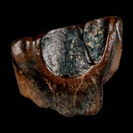 0.5" Triceratops Fossil Tooth Lance Creek FM Cretaceous Dinosaur WY COA Display