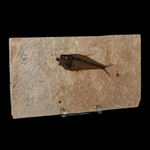 2.5" Diplomystus Dentatus Fossil Fish Green River FM WY Eocene Age COA, Stand