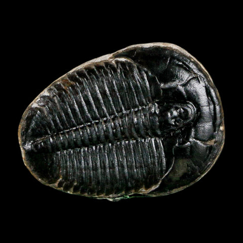 1" Elrathia Kingi Trilobite Fossil Utah Cambrian Age 521 Million Years Old COA - Fossil Age Minerals