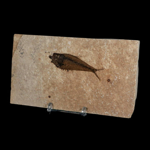2.5" Diplomystus Dentatus Fossil Fish Green River FM WY Eocene Age COA, Stand