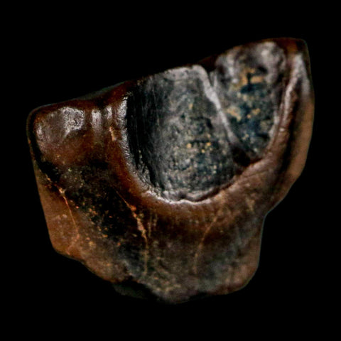 0.5" Triceratops Fossil Tooth Lance Creek FM Cretaceous Dinosaur WY COA Display