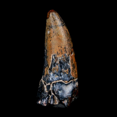 1.8" Afrovenator Fossil Tooth Tiouraren FM Tenere Desert Niger Jurassic Dinosaur - Fossil Age Minerals