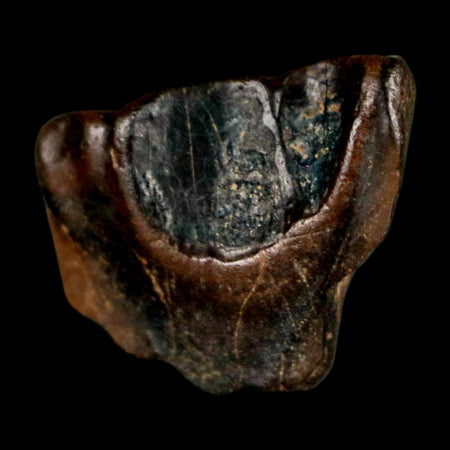 0.5" Triceratops Fossil Tooth Lance Creek FM Cretaceous Dinosaur WY COA Display