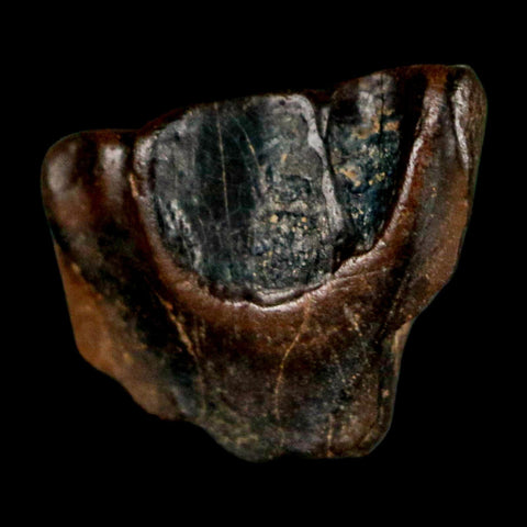 0.5" Triceratops Fossil Tooth Lance Creek FM Cretaceous Dinosaur WY COA Display