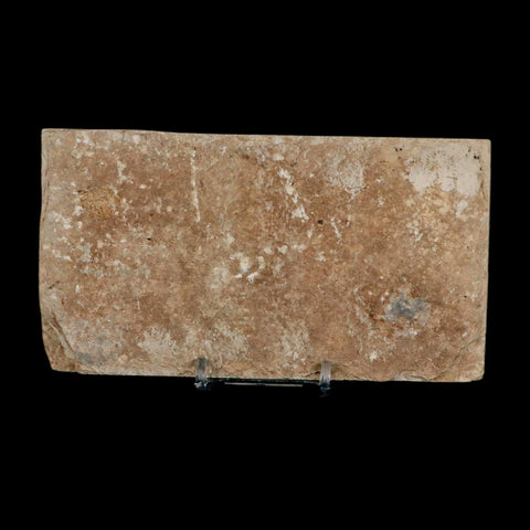 2.5" Diplomystus Dentatus Fossil Fish Green River FM WY Eocene Age COA, Stand