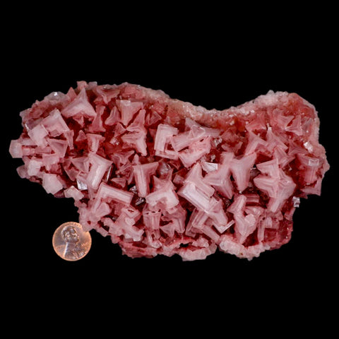 5.9" Quality Deep Pink Halite Salt Crystals Cluster Mineral Trona, CA Searles Lake - Fossil Age Minerals
