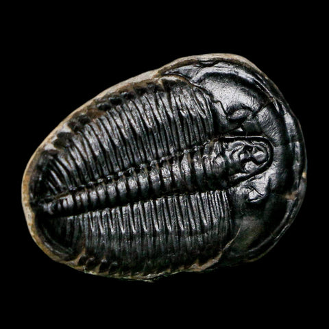 1" Elrathia Kingi Trilobite Fossil Utah Cambrian Age 521 Million Years Old COA - Fossil Age Minerals