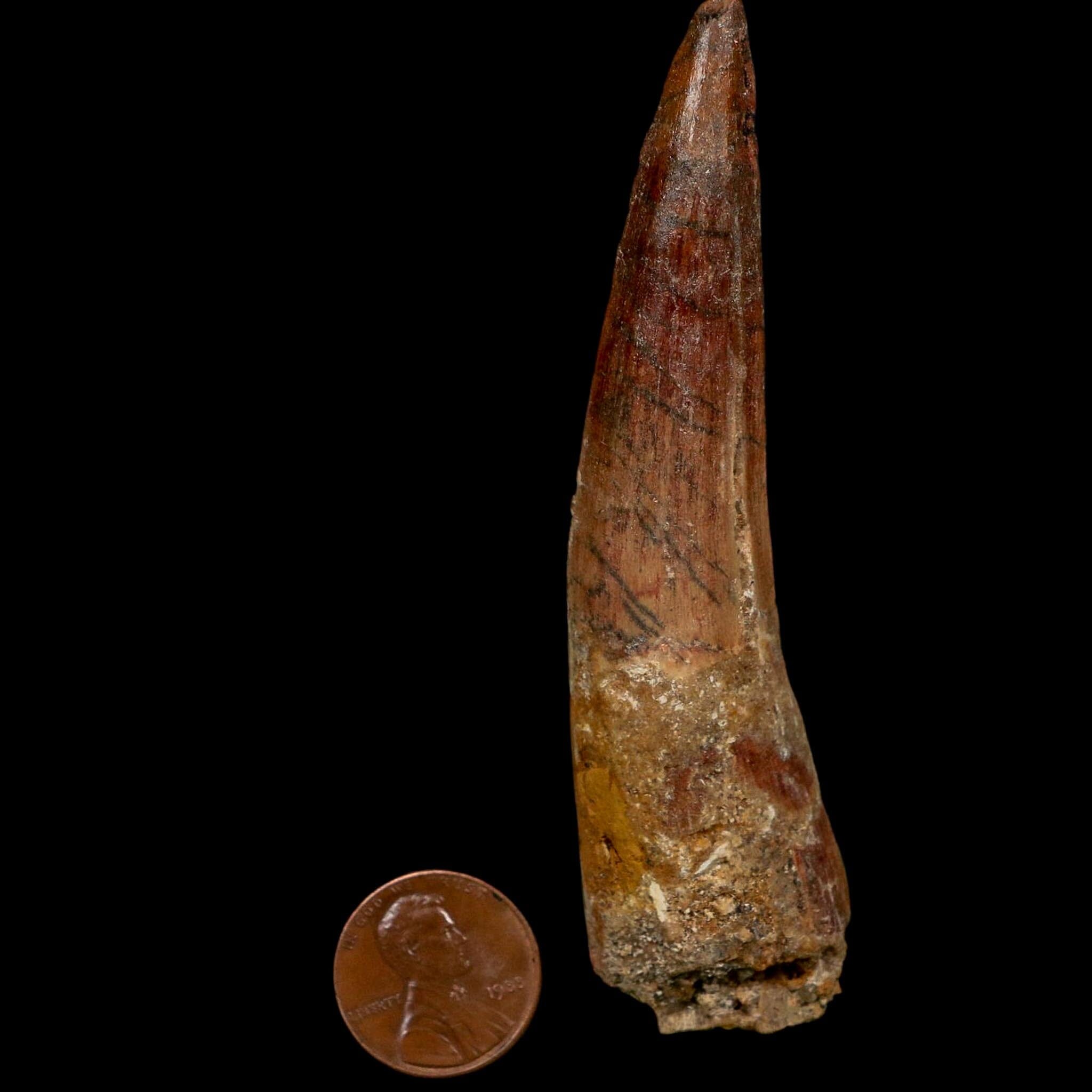 XL 3.6" Spinosaurus Fossil Tooth 100 Million Years Old Cretaceous Dinosaur COA