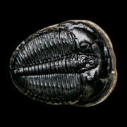 1" Elrathia Kingi Trilobite Fossil Utah Cambrian Age 521 Million Years Old COA