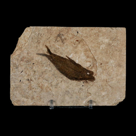 2.5" Knightia Eocaena Fossil Fish Green River FM Wyoming Eocene Age COA & Stand