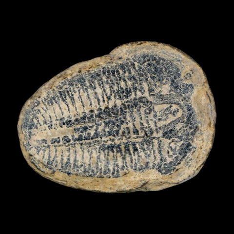 1" Elrathia Kingi Trilobite Fossil Utah Cambrian Age 521 Million Years Old COA - Fossil Age Minerals