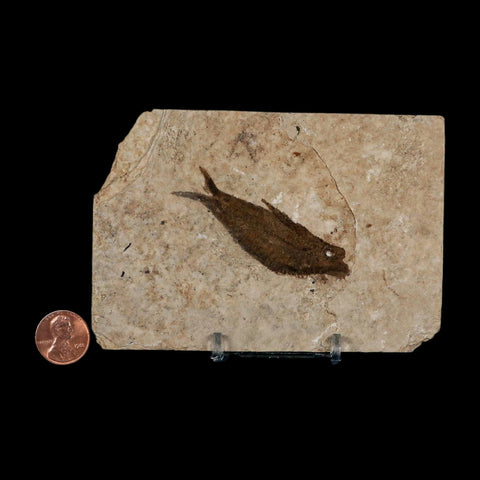2.5" Knightia Eocaena Fossil Fish Green River FM Wyoming Eocene Age COA & Stand