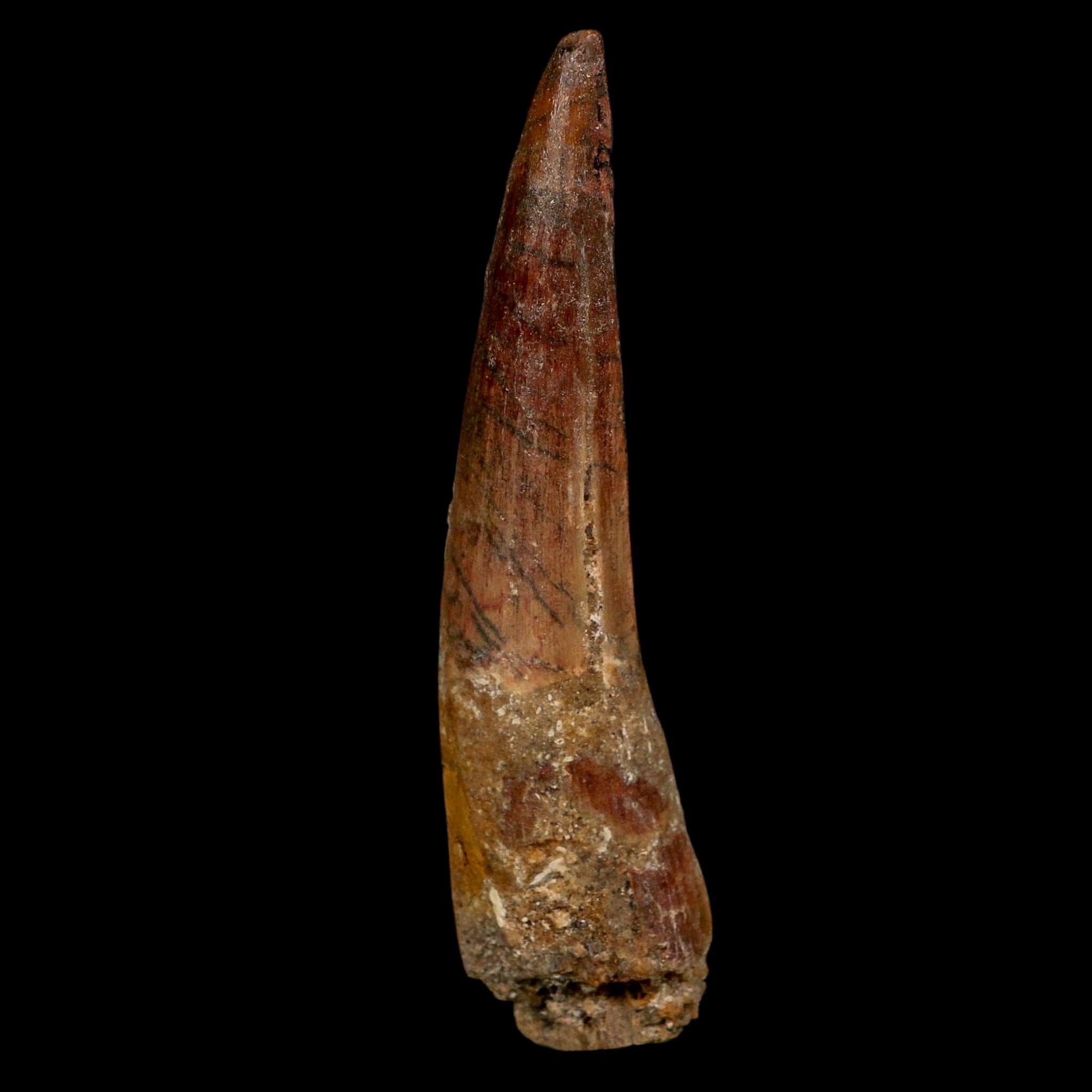 XL 3.6" Spinosaurus Fossil Tooth 100 Million Years Old Cretaceous Dinosaur COA