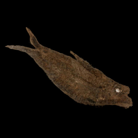 2.5" Knightia Eocaena Fossil Fish Green River FM Wyoming Eocene Age COA & Stand