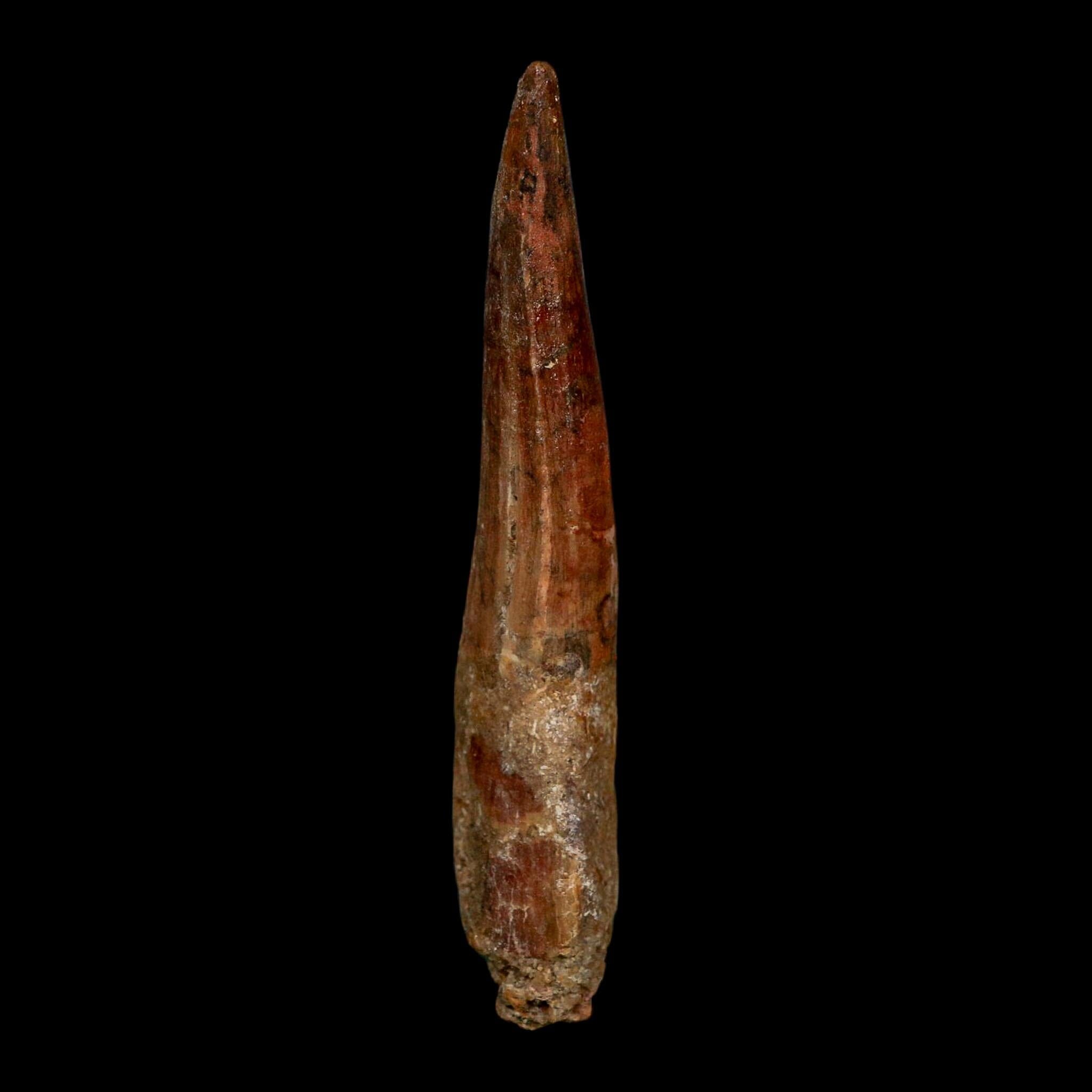 XL 3.6" Spinosaurus Fossil Tooth 100 Million Years Old Cretaceous Dinosaur COA