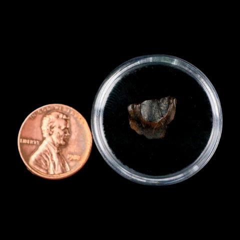 0.5" Triceratops Fossil Tooth Lance Creek FM Cretaceous Dinosaur WY COA Display