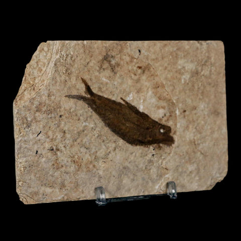 2.5" Knightia Eocaena Fossil Fish Green River FM Wyoming Eocene Age COA & Stand