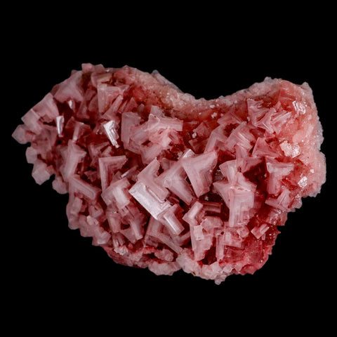 5.9" Quality Deep Pink Halite Salt Crystals Cluster Mineral Trona, CA Searles Lake - Fossil Age Minerals