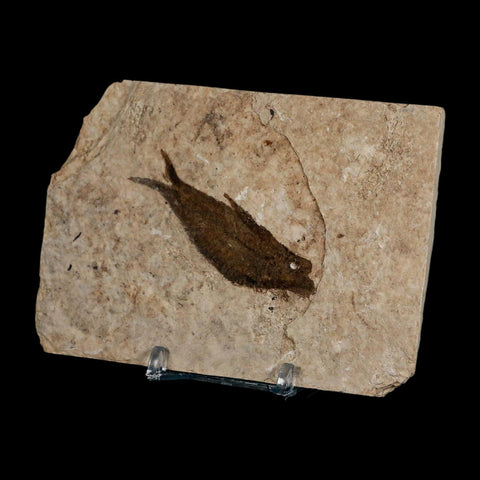 2.5" Knightia Eocaena Fossil Fish Green River FM Wyoming Eocene Age COA & Stand