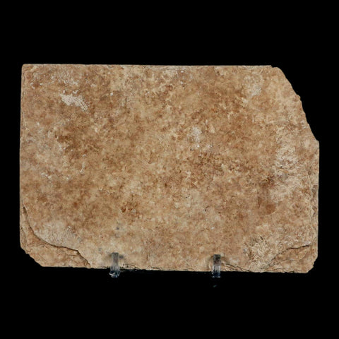 2.5" Knightia Eocaena Fossil Fish Green River FM Wyoming Eocene Age COA & Stand