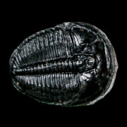 1" Elrathia Kingi Trilobite Fossil Utah Cambrian Age 521 Million Years Old COA