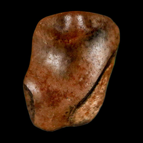 0.5" Triceratops Fossil Tooth Lance Creek FM Cretaceous Dinosaur WY COA Display