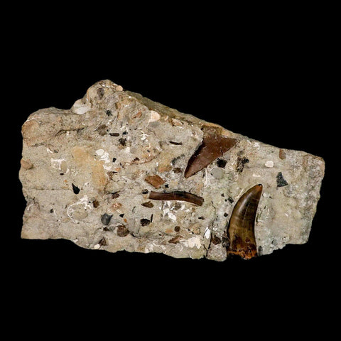 2.2" Tyrannosaur Dinosaur Serrated Fossil Tooth In Matrix Judith River FM Montana COA - Fossil Age Minerals