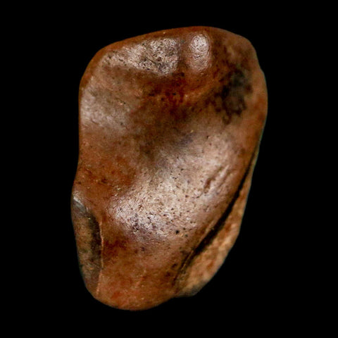 0.5" Triceratops Fossil Tooth Lance Creek FM Cretaceous Dinosaur WY COA Display