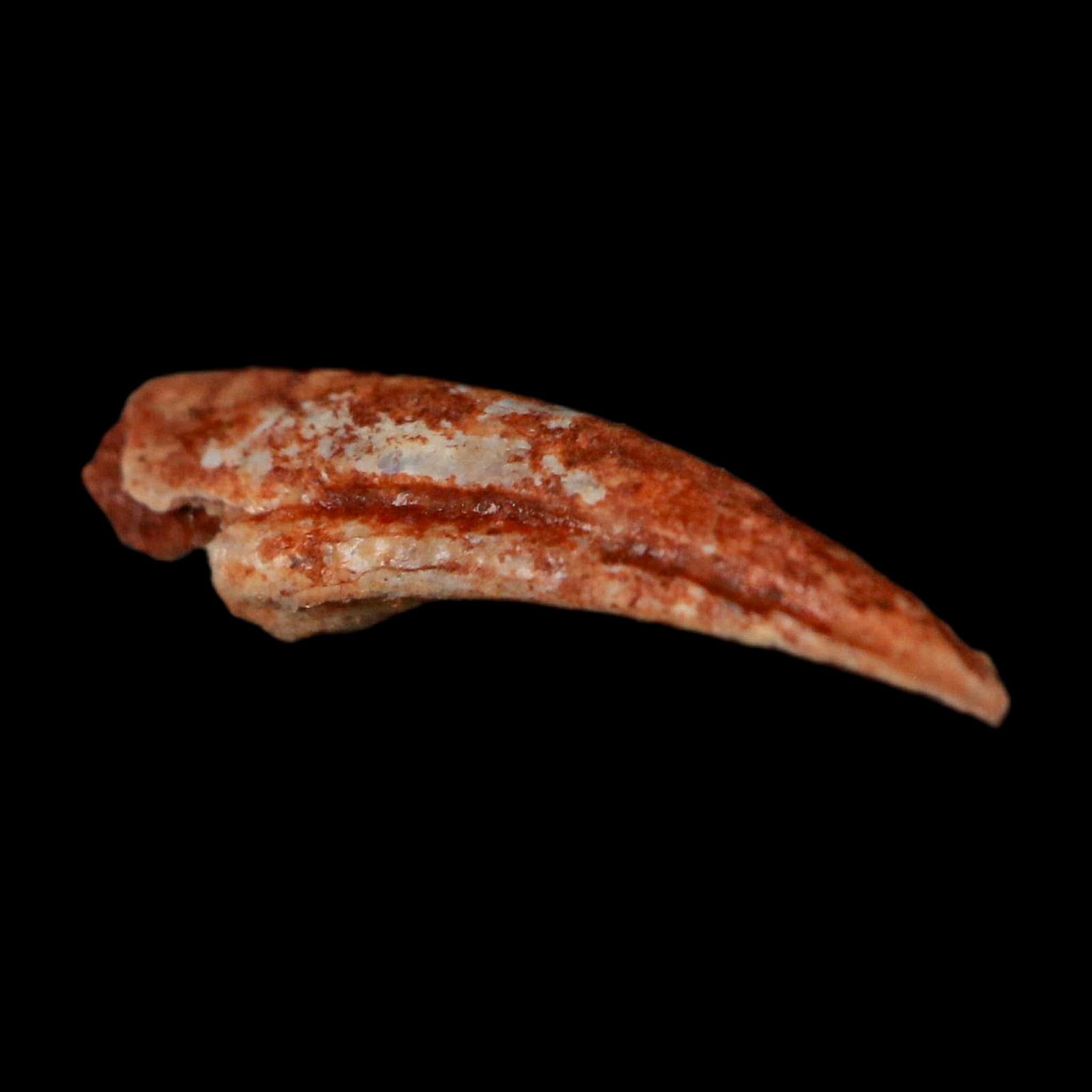0.7" Dromaeosaurid Raptor Fossil Claw Cretaceous Age Dinosaur COA, Display - Fossil Age Minerals