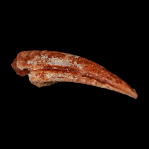 0.7" Dromaeosaurid Raptor Fossil Claw Cretaceous Age Dinosaur COA, Display - Fossil Age Minerals