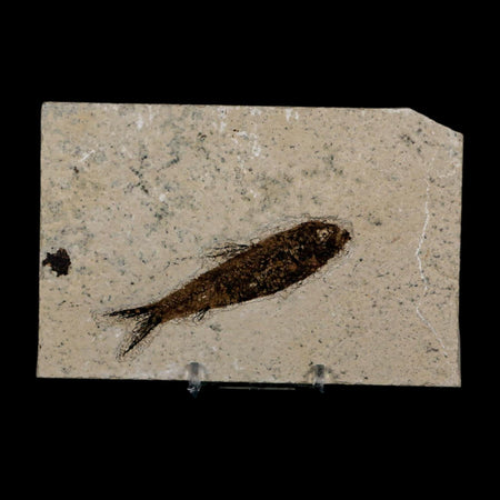 3.3" Knightia Eocaena Fossil Fish Green River FM Wyoming Eocene Age COA & Stand