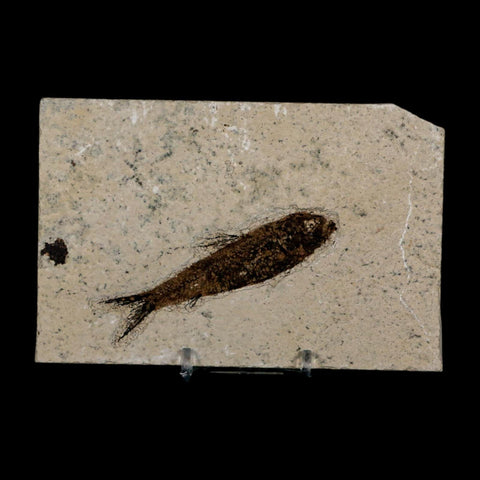 3.3" Knightia Eocaena Fossil Fish Green River FM Wyoming Eocene Age COA & Stand