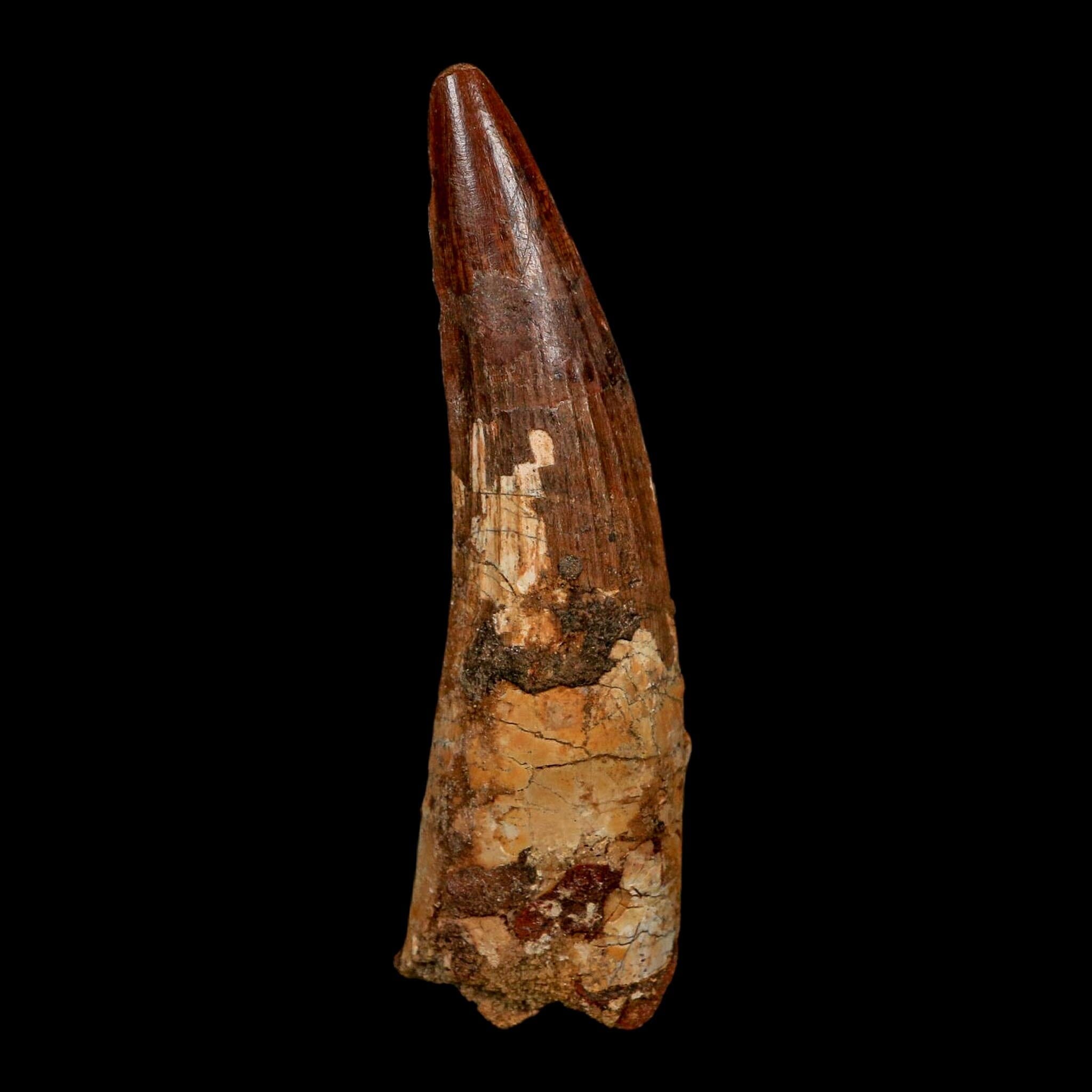XL 3.6