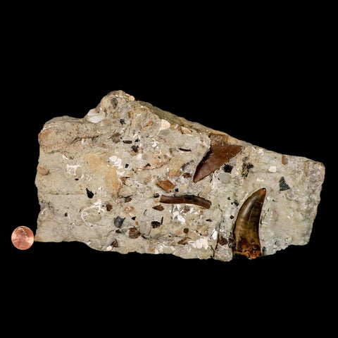 2.2" Tyrannosaur Dinosaur Serrated Fossil Tooth In Matrix Judith River FM Montana COA - Fossil Age Minerals