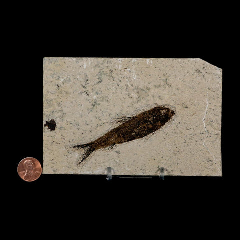 3.3" Knightia Eocaena Fossil Fish Green River FM Wyoming Eocene Age COA & Stand