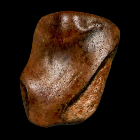 0.5" Triceratops Fossil Tooth Lance Creek FM Cretaceous Dinosaur WY COA Display